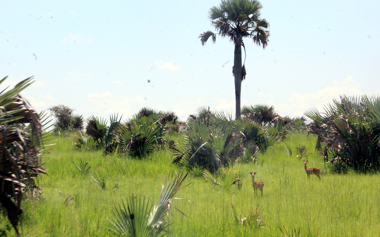 Invasive plants taking over Uganda’s National Parks as climate change ...